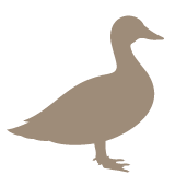 Praxis für Geflügel Vechta betreut Enten