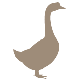 Praxis für Geflügel Vechta betreut Gänse