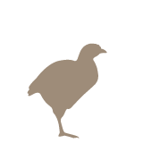 Praxis für Geflügel Vechta betreut Junghennen