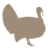 Praxis für Geflügel Vechta betreut Puten