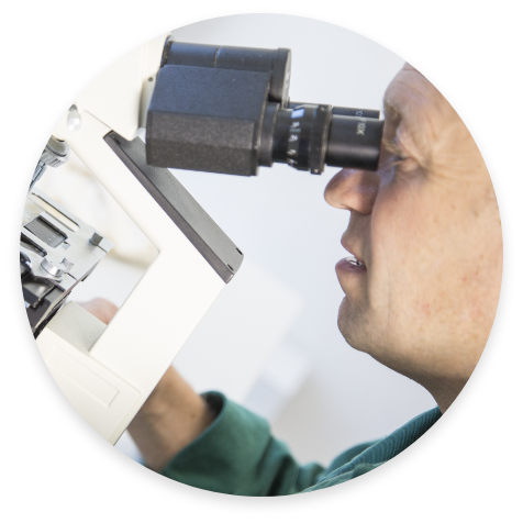 Sektionen von Wirtschafts- und Rassegeflügel